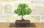 3 - Bonsai di Ginepro Rigida (5)