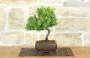 4 - Bonsai di Ginepro Rigida (5)
