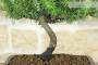 5 - Bonsai di Ginepro Rigida (5)