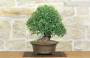 3 - Bonsai di Phillyrea (36)