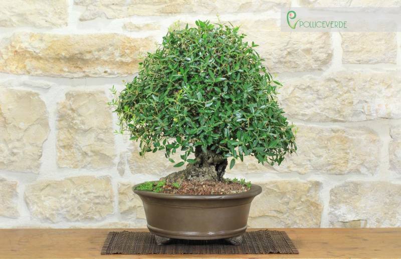 3 - Bonsai di Phillyrea (36)