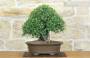 4 - Bonsai di Phillyrea (36)