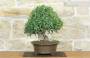 5 - Bonsai di Phillyrea (36)