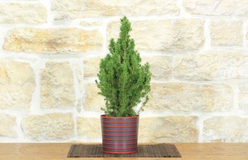 1 - Bonsai di Abete in vaso motivo scozzese
