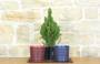 5 - Bonsai di Abete in vaso motivo scozzese