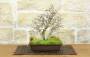 Bonsai di Carpino Coreano (12)
