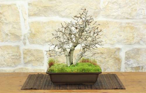 Bonsai di Carpino Coreano (12)