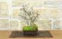 3 - Bonsai di Carpino Coreano (12)