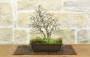4 - Bonsai di Carpino Coreano (12)