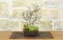 5 - Bonsai di Carpino Coreano (12)