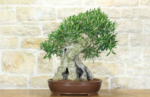 1 - Bonsai di Olivo (171)