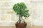 2 - Bonsai di Olivo (171)