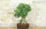 4 - Bonsai di Olivo (171)