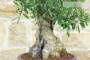 6 - Bonsai di Olivo (171)