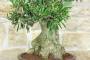 8 - Bonsai di Olivo (171)