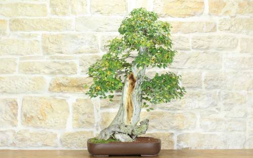1 - Bonsai di Olmo Campestre (52)