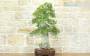 2 - Bonsai di Olmo Campestre (52)