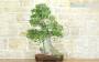 3 - Bonsai di Olmo Campestre (52)