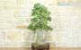 4 - Bonsai di Olmo Campestre (52)