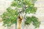 6 - Bonsai di Olmo Campestre (52)