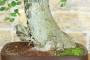 7 - Bonsai di Olmo Campestre (52)