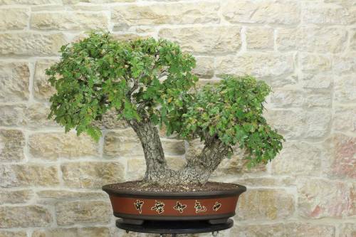 1 - Bonsai di Quercia Roverella (43)