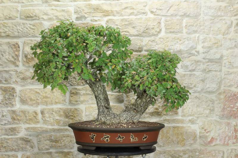 1 - Bonsai di Quercia Roverella (43)