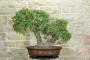 1 - Bonsai di Quercia Roverella (43)