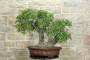 2 - Bonsai di Quercia Roverella (43)