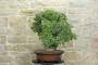 3 - Bonsai di Quercia Roverella (43)