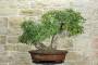 4 - Bonsai di Quercia Roverella (43)