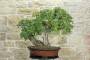 5 - Bonsai di Quercia Roverella (43)