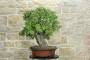6 - Bonsai di Quercia Roverella (43)