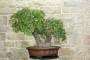 7 - Bonsai di Quercia Roverella (43)