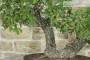 8 - Bonsai di Quercia Roverella (43)