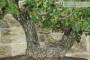 9 - Bonsai di Quercia Roverella (43)