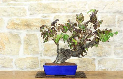 1 - Bonsai di Vite (108)