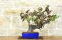1 - Bonsai di Vite (108)