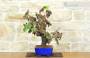 2 - Bonsai di Vite (108)