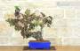 3 - Bonsai di Vite (108)