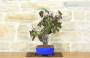 4 - Bonsai di Vite (108)
