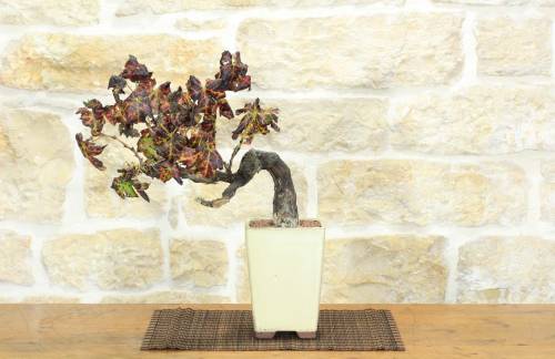 1 - Bonsai di Vite (110)
