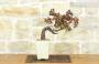 3 - Bonsai di Vite (110)