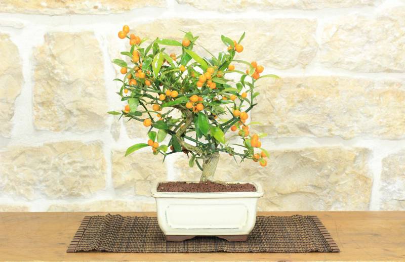 1 - Bonsai di Citrus Kinzu (16)