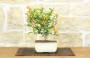 1 - Bonsai di Citrus Kinzu (16)