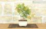 2 - Bonsai di Citrus Kinzu (16)