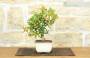 4 - Bonsai di Citrus Kinzu (16)