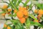 6 - Bonsai di Citrus Kinzu (16)