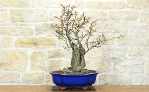 Bonsai di Pero da fiore (160)