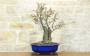 Bonsai di Pero da fiore (160)